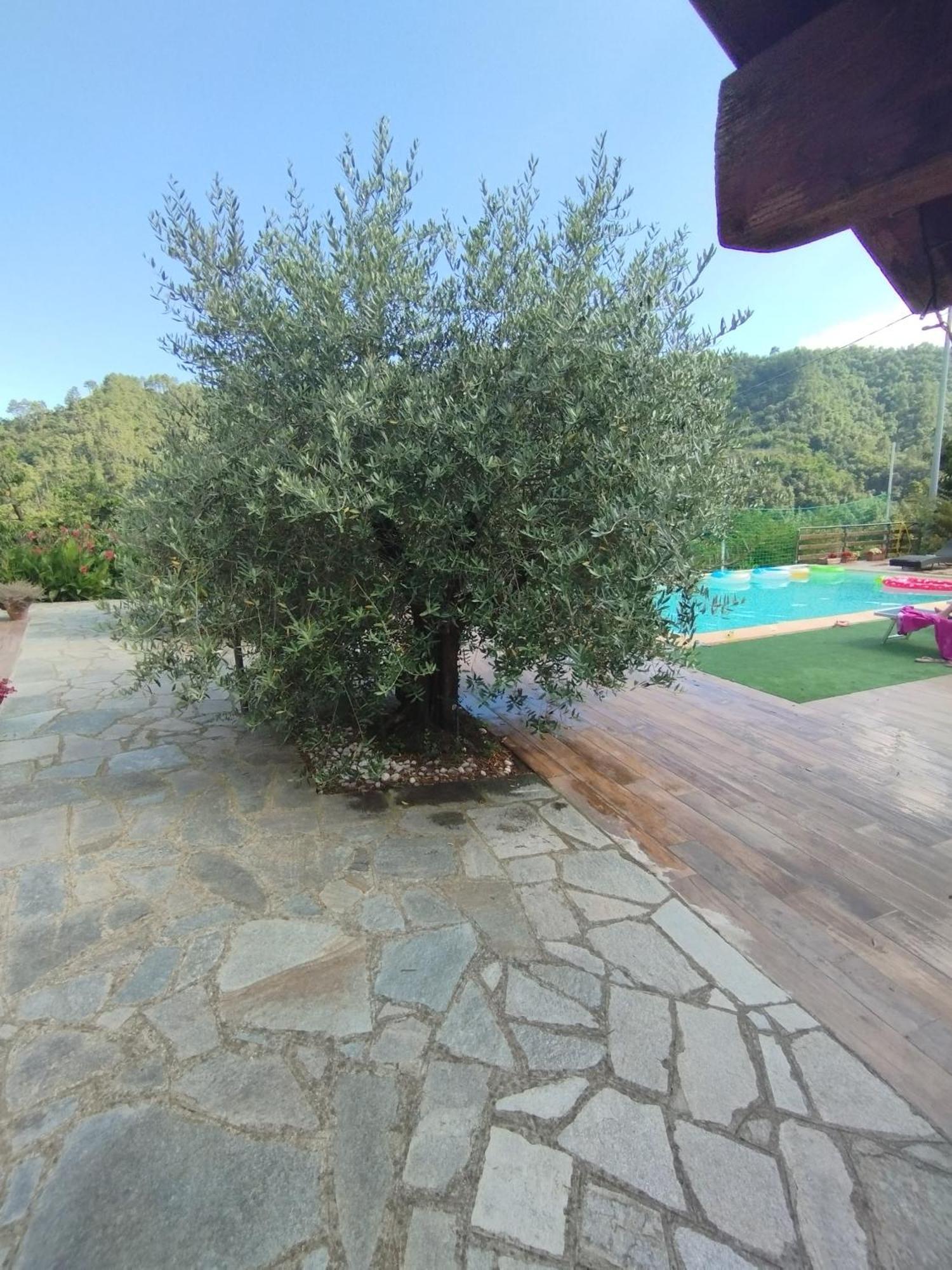 Villa Degli Ulivi Tivegna Exterior photo